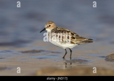 Zwergstrandläufer - Calidris minuta Stockfoto