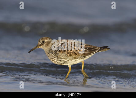 Meerstrandläufer - Calidris maritima Stockfoto