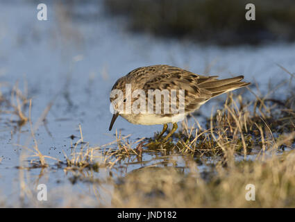 Temminck Stint - Calidris temminckii Stockfoto