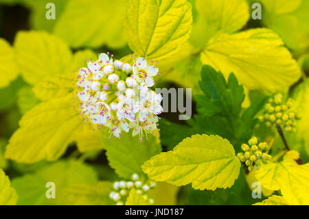 Closeup von Dart Gold Ninebark (Physocarpus Opulifolius 'Dart Gold') mit seinen atemberaubenden Kalk-grünen Blättern und lebhafte weiße Blumen Stockfoto