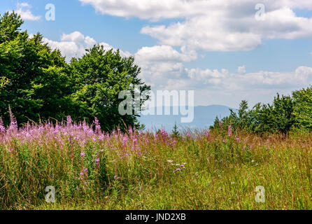 wilde lila Kräuter in Bergen. schöne Natur-Landschaft Stockfoto
