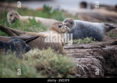 Sperrfrist, 0900 Montag Juli 31 Dichtungen säumen das Ufer des River Stour in Pegwell Bay, Kent, Meeresbiologen von ZSL (Zoological Society of London) das fünfte Siegel Jahreserhebung in der Themsemündung übernehmen. Stockfoto