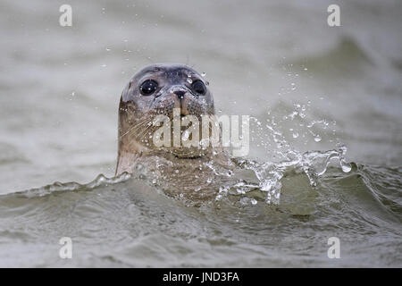 Sperrfrist, 0900 Montag Juli 31 A Seal schwimmt im Fluss Stour in Pegwell Bay, Kent, Meeresbiologen von ZSL (Zoological Society of London) das fünfte Siegel Jahreserhebung in der Themsemündung übernehmen. Stockfoto