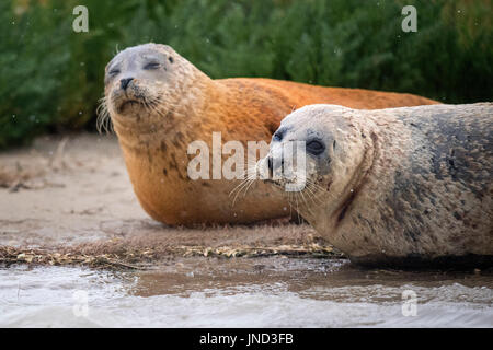 Sperrfrist, 0900 Montag Juli 31 Dichtungen säumen das Ufer des River Stour in Pegwell Bay, Kent, Meeresbiologen von ZSL (Zoological Society of London) das fünfte Siegel Jahreserhebung in der Themsemündung übernehmen. Stockfoto