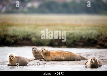 Sperrfrist, 0900 Montag Juli 31 Dichtungen säumen das Ufer des River Stour in Pegwell Bay, Kent, Meeresbiologen von ZSL (Zoological Society of London) das fünfte Siegel Jahreserhebung in der Themsemündung übernehmen. Stockfoto