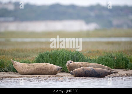 Sperrfrist, 0900 Montag Juli 31 Dichtungen säumen das Ufer des River Stour in Pegwell Bay, Kent, Meeresbiologen von ZSL (Zoological Society of London) das fünfte Siegel Jahreserhebung in der Themsemündung übernehmen. Stockfoto