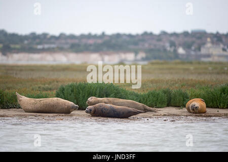 Sperrfrist, 0900 Montag Juli 31 Dichtungen säumen das Ufer des River Stour in Pegwell Bay, Kent, Meeresbiologen von ZSL (Zoological Society of London) das fünfte Siegel Jahreserhebung in der Themsemündung übernehmen. Stockfoto