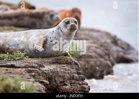 Robben säumen die Ufer des Flusses Stour in Pegwell Bay, Kent, wie Meeresbiologen der ZSL (Zoological Society of London) die fünfte jährliche Robbenuntersuchung in der Themse-Mündung durchführen. Stockfoto