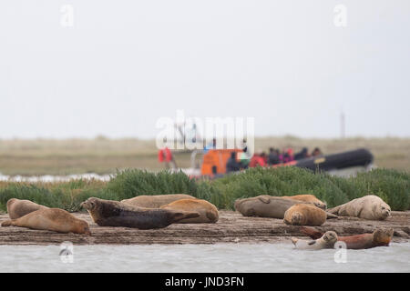 Robben säumen die Ufer des Flusses Stour in Pegwell Bay, Kent, wie Meeresbiologen der ZSL (Zoological Society of London) die fünfte jährliche Robbenuntersuchung in der Themse-Mündung durchführen. Stockfoto