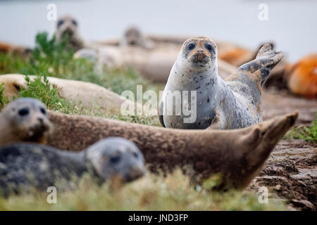 Robben säumen die Ufer des Flusses Stour in Pegwell Bay, Kent, wie Meeresbiologen der ZSL (Zoological Society of London) die fünfte jährliche Robbenuntersuchung in der Themse-Mündung durchführen. Stockfoto