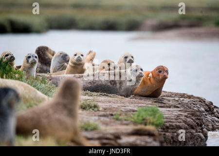 Sperrfrist, 0900 Montag Juli 31 Dichtungen säumen das Ufer des River Stour in Pegwell Bay, Kent, Meeresbiologen von ZSL (Zoological Society of London) das fünfte Siegel Jahreserhebung in der Themsemündung übernehmen. Stockfoto