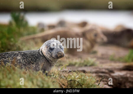 Sperrfrist, 0900 Montag Juli 31 Dichtungen säumen das Ufer des River Stour in Pegwell Bay, Kent, Meeresbiologen von ZSL (Zoological Society of London) das fünfte Siegel Jahreserhebung in der Themsemündung übernehmen. Stockfoto