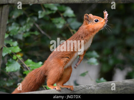 Eichhörnchen (Sciurus Vulgaris) - um Essen betteln Stockfoto