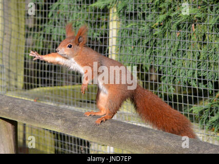 Eichhörnchen (Sciurus Vulgaris) - um Essen betteln Stockfoto