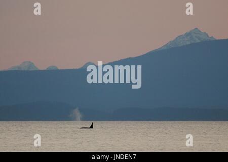 Norden ansässigen orca Killer whale Oberflächen in der Ferne in Johnstone Straße in der Nähe von Vancouver Island Stockfoto