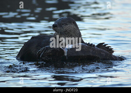 River otter Essen eine rockfish im Meer in der Nähe von Qualicum Beach, British Columbia. Stockfoto