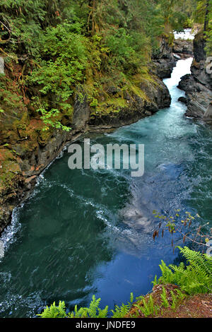 Rückkehr Lachs an Stempel fällt in Port Alberni, British Columbia Stockfoto