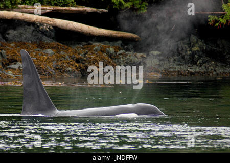 Vorübergehende orca Killer whale Auftauchen in der Nähe von Quadra Island in British Columbia Stockfoto