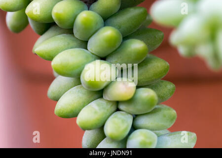 Sedum Morganianum (Burro's Tail, Esel's Tail, des Lammes Tail, Pferdeschwanz) Welt - Sukkulente stammt aus Mexiko Stockfoto