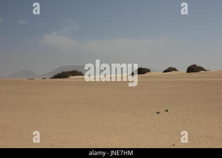 Dünen und Strand von Parc Natural de Corralejo Stockfoto