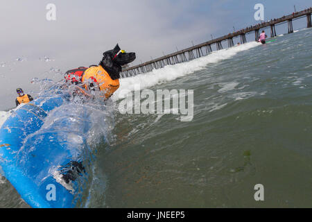 Imperial Beach, CA, USA. 29. Juli 2017. Surfdog kehrt nach Imperial Beach für das zwölfte Jahr. Kole surfen. Bildnachweis: Daren Fentiman/ZUMA Draht/Alamy Live-Nachrichten Stockfoto