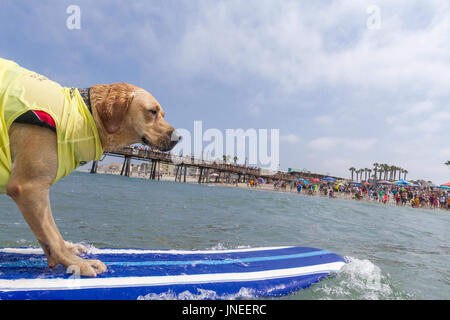 Imperial Beach, CA, USA. 29. Juli 2017. Surfdog kehrt nach Imperial Beach für das zwölfte Jahr. Charlie surfen. Bildnachweis: Daren Fentiman/ZUMA Draht/Alamy Live-Nachrichten Stockfoto