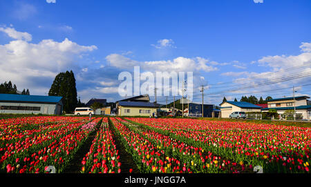 Tohoku, Japan - 15. Mai 2017. Tulpe Blumen auf dem Feld mit Plantage am sonnigen Tag in Tohoku, Japan. Die Tohoku-Region besteht aus den nordöstlichen Stockfoto