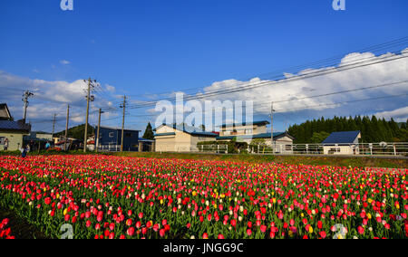 Tohoku, Japan - 15. Mai 2017. Tulpe Blumen auf dem Feld am sonnigen Tag in Tohoku, Japan. Die Tohoku-Region besteht aus den nordöstlichen Teil von Hons Stockfoto