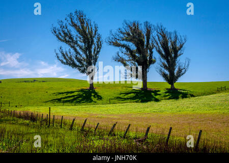 Drei Bäume in einer Zeile in einer Diagonalen mit Gras- und eingezäunten Bereich. Stockfoto