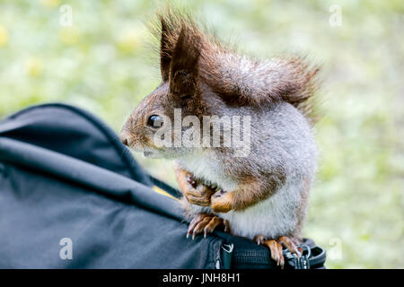 neugierige junge graue Eichhörnchen sitzt auf Tasche auf verschwommene grün Hintergrund Stockfoto