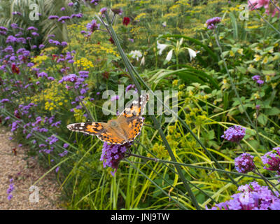 Distelfalter Schmetterling auf Verbena Bonariensis im Garten Stockfoto