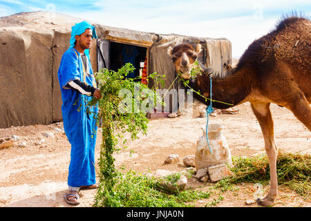 Sahara, Marokko - 10. Mai 2017: Berber Mann gekleidet in traditionellen marokkanischen Gandoura und Touareg füttert sein Kamel mit Luzerne vor seinem Berber-te Stockfoto