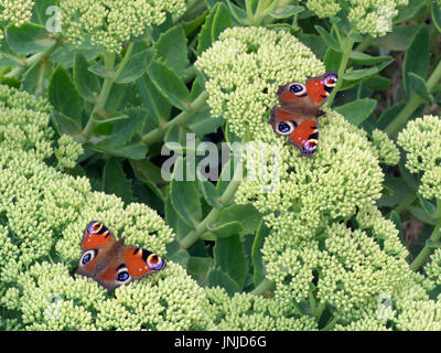 Zwei Peacock Schmetterlinge Inachis io auf Garten ice-Werk Stockfoto