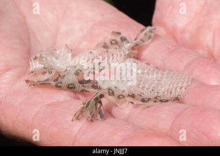 Die Haut von ersetzt eine zauneidechse (Lacerta agilis) Stockfoto