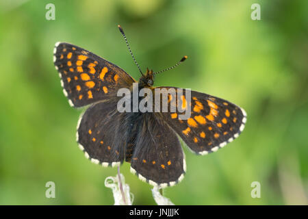 Nahaufnahme von einem falschen Heide Fritillary (Melitaea Diamin) Stockfoto