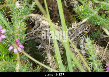 Weibliche Zauneidechse (Lacerta Agilis) Häutung ihre Haut in Heide in Surrey, Großbritannien Stockfoto