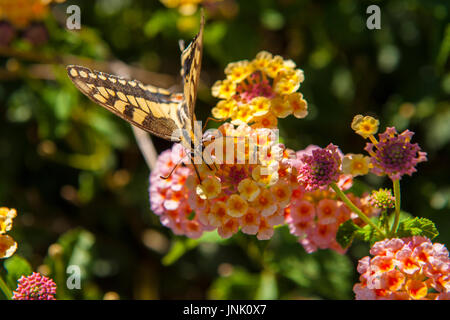 Ein Schwalbenschwanz-Schmetterling in der Natur an einem sonnigen Tag am Meer Stockfoto