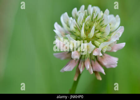 Weißklee Blume Stockfoto