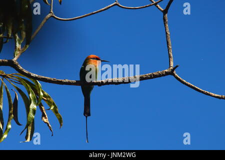 Bohm Bienenfresser Merops Boehmi, Kasanka Nationalpark, nördlichen Sambia Stockfoto