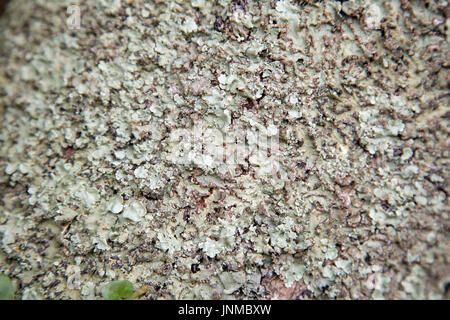 Lichen Hintergrund Stockfoto