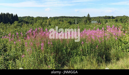 Ein hohes Kraut mit rosa Blüten ist Ivan Tee genannt wird. Dies ist ein beliebtes Heilmittel gegen Erkältungen. Blätter sind getrocknet und in kochendem Wasser gebraut. Panorama her Stockfoto