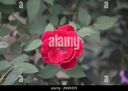 Das Foto ist von meinem Garten. Stieg eine Königin der Schönheit, die alle liebenden Seelen haben. Die Rose, die innen sagt Schönheit eines jeden Menschen. ROSA ROSE. Stockfoto