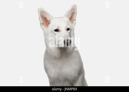 Schweizer Schäferhund auf weißem Hintergrund Stockfoto