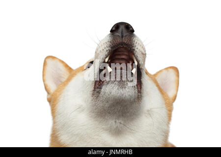 Roter shiba inu Hund auf isoliert weißer Hintergrund Stockfoto