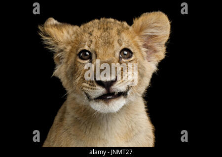 Porträt von Löwenjunges Stockfoto