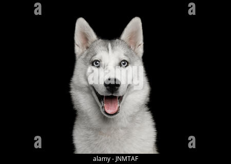 Husky Welpen auf schwarzem Hintergrund isoliert Stockfoto