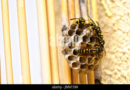 Wespen ein Nest legen ihren Eiern und Pflege von deren Larven gemacht Stockfoto