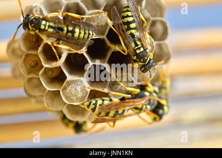 Wespen ein Nest legen ihren Eiern und Pflege von deren Larven gemacht Stockfoto