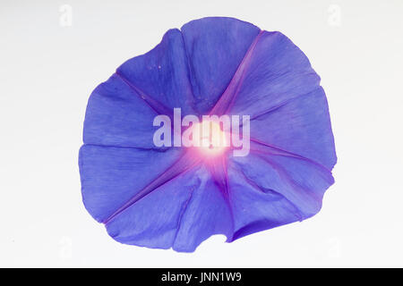 Morning Glory, auch bekannt als Ackerwinde und Convulvulous Stockfoto