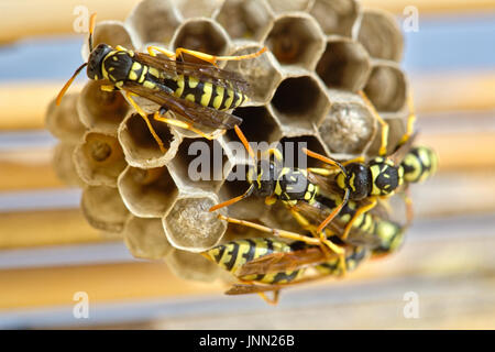 Wespen ein Nest legen ihren Eiern und Pflege von deren Larven gemacht Stockfoto